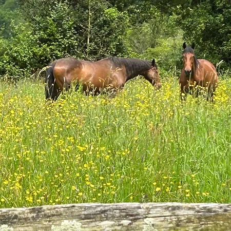 Les Hortensias Manerbe