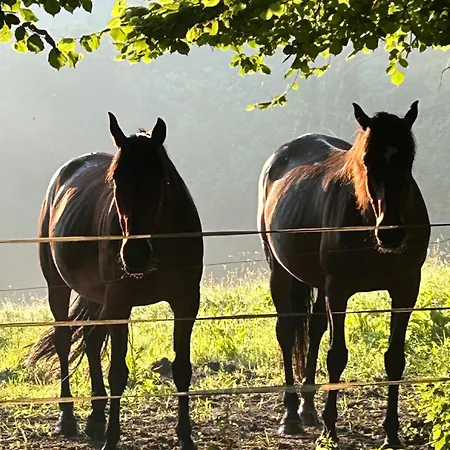 Les Hortensias * Manerbe