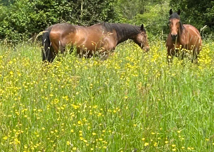 Les Hortensias Manerbe